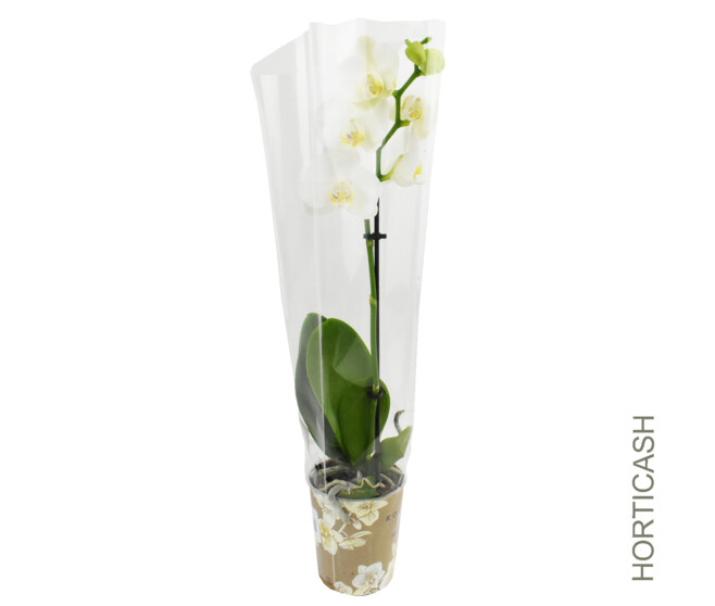 PHALAENOPSIS 1BR BLANC