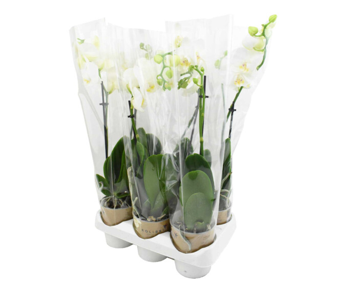 PHALAENOPSIS 1BR BLANC
