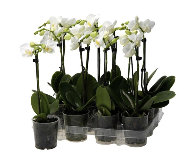 PHALAENOPSIS 1BR BLANC