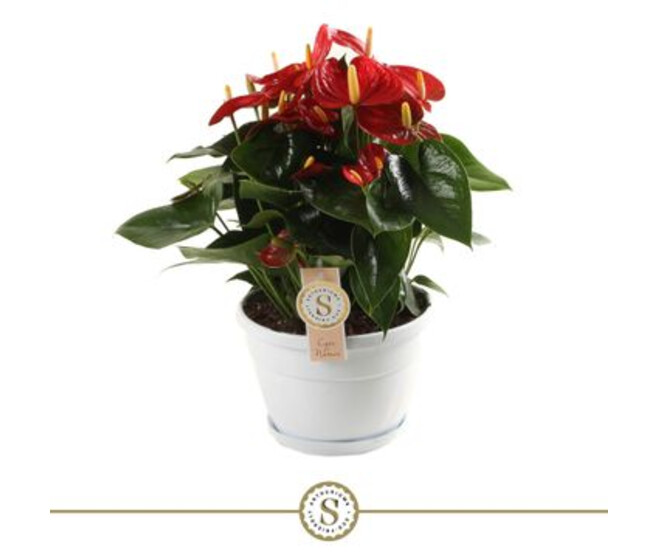 ANTHURIUM ANDREANUM ROUGE CHAMPION COUPE
