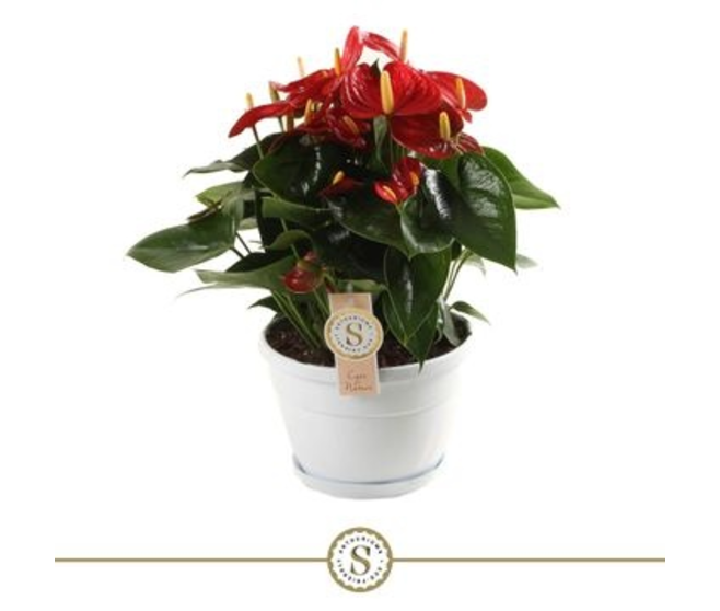 ANTHURIUM ANDREANUM ROUGE CHAMPION COUPE