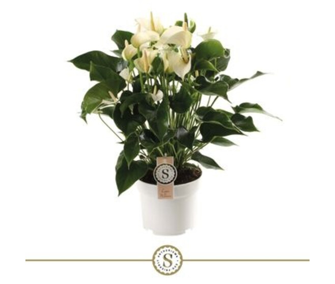 ANTHURIUM ANDREANUM BLANC