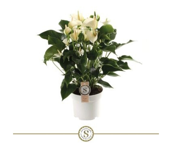 ANTHURIUM ANDREANUM BLANC