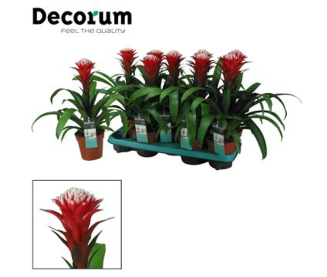 GUZMANIA HOPE DECORUM