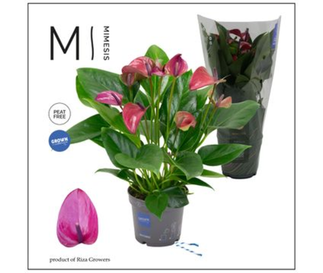 ANTHURIUM ANDREANUM KARMA PURPLE 6FL+