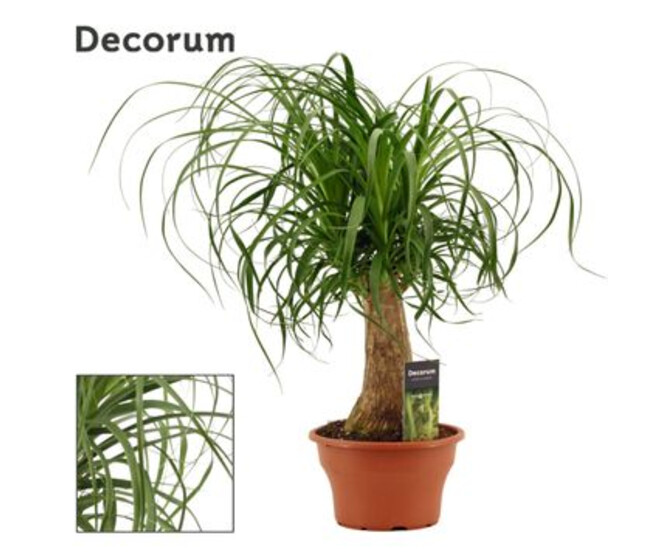 BEAUCARNEA COUPE DECORUM