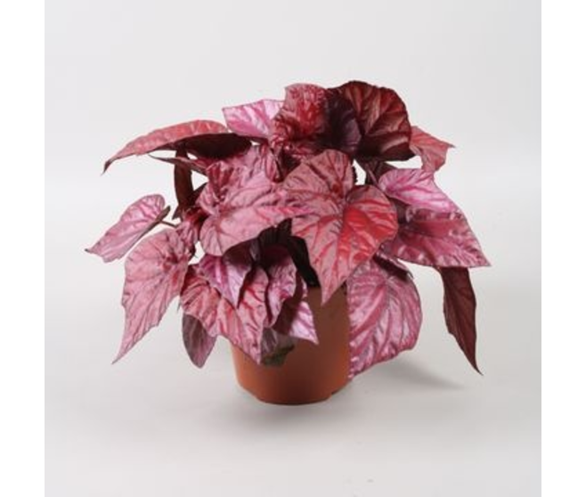 BEGONIA BELEAF INCA FLAME