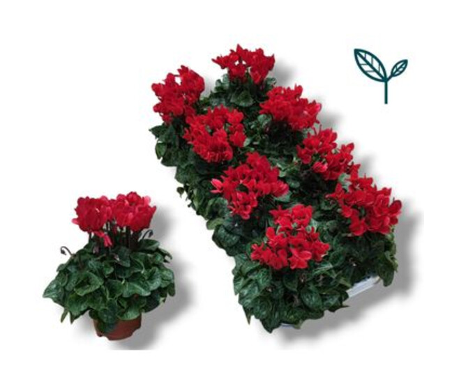 CYCLAMEN SUPER COMPACT ROUGE