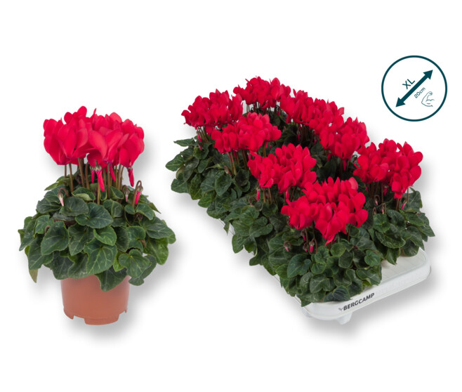 CYCLAMEN SUPER COMPACT ROUGE