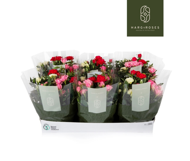 ROSIER KORDANA COUPE 3COULEURS