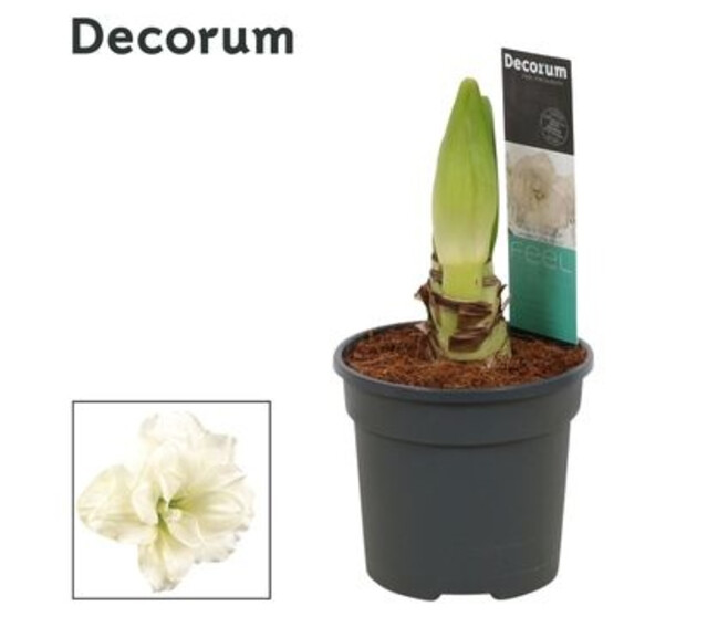 AMARYLLIS 2TIGES ALFRESCO BLANC