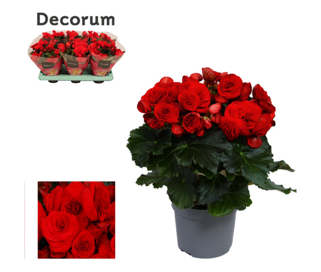 BEGONIA BALADIN ROUGE DECORUM