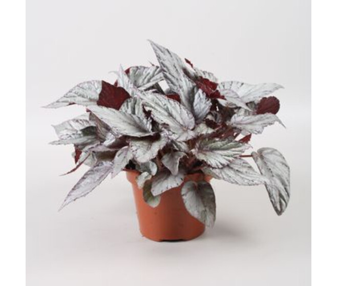 BEGONIA BELEAF ARCTIC BREEZE
