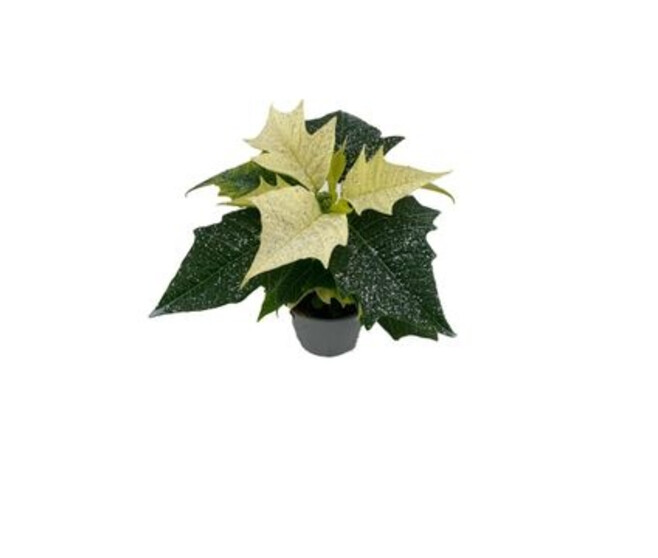 POINSETTIA BLANC PAILLETTE