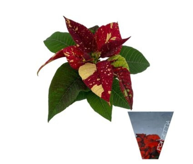 POINSETTIA UNIFLEUR GLITTER HOUSSE