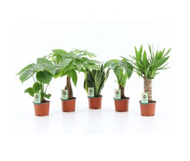 PLANTES VERTES VARIEES