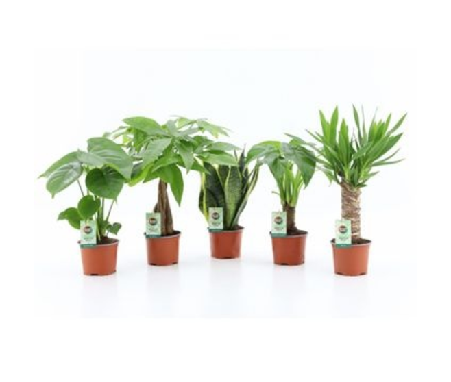 PLANTES VERTES VARIEES