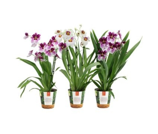 MILTONIA 3BR VARIES POTCOVER