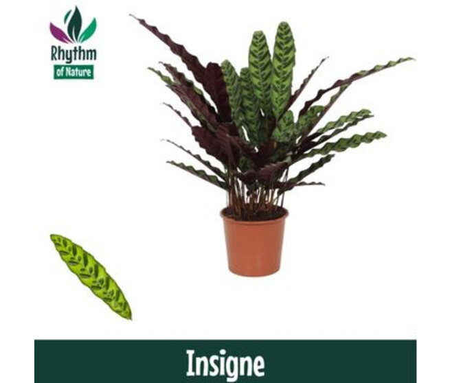 CALATHEA LANCIFOLIA