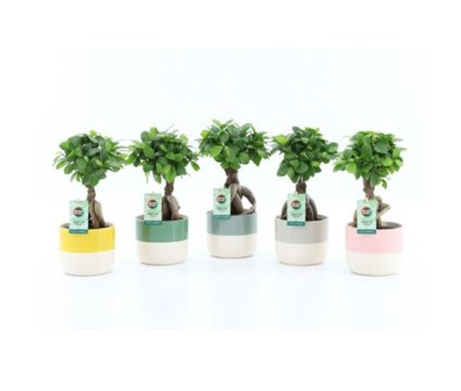 FICUS GINSENG CERAM