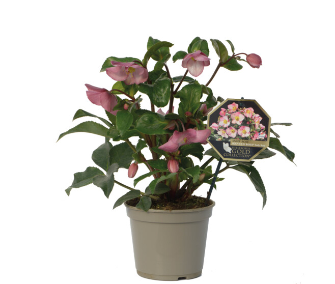 HELLEBORE ICE N ROSES