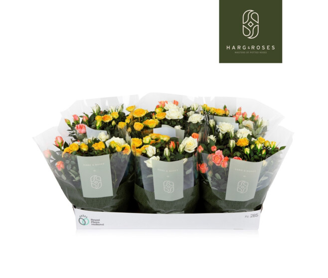 ROSIER KORDANA 3COULEURS COUPE