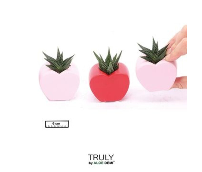 SUCCULENTE CERAM COEUR