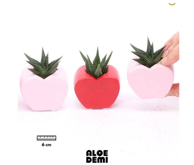 SUCCULENTE CERAM COEUR