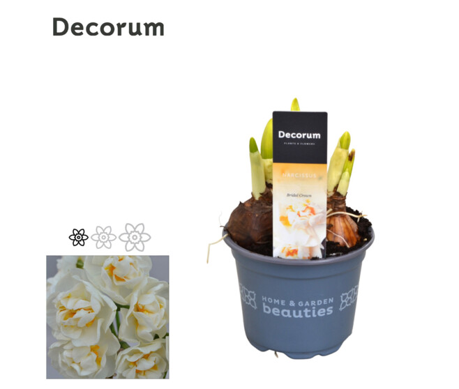 NARCISSE BRIDAL CROWN DECORUM