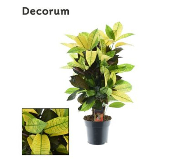 CROTON ICETON RAMIFIE