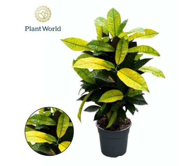 CROTON ICETON RAMIFIE