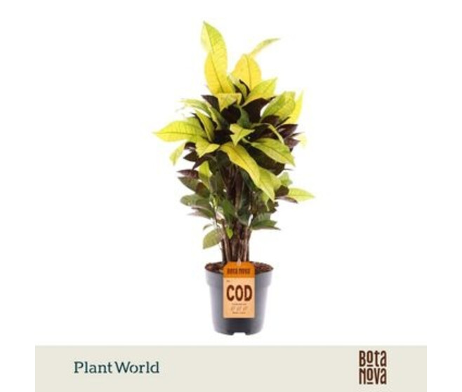 CROTON ICETON RAMIFIE