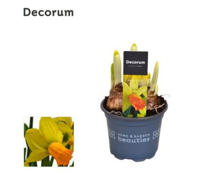 NARCISSE JETFIRE DECORUM