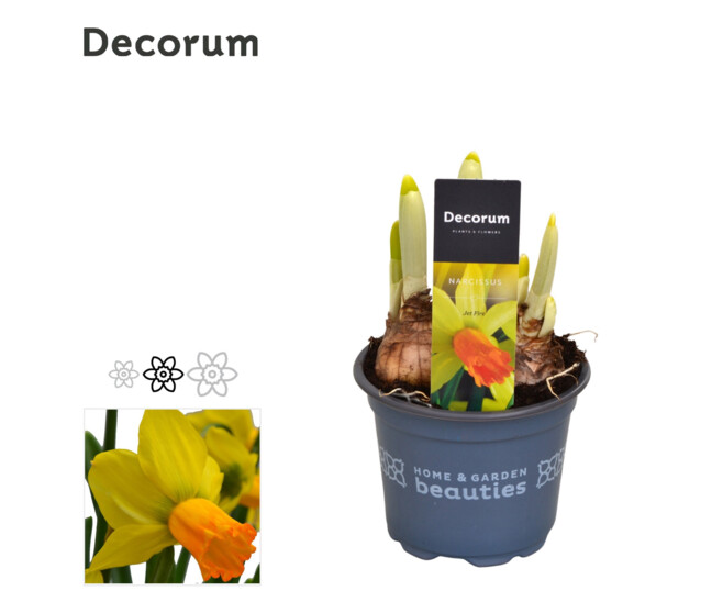 NARCISSE JETFIRE DECORUM