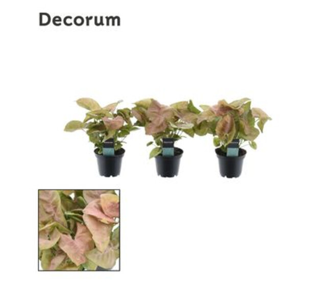 SYNGONIUM NEON ROBUSTA