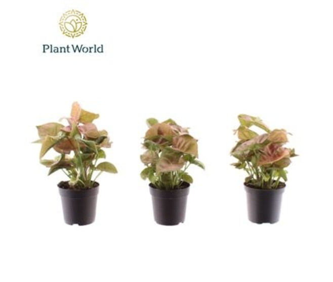 SYNGONIUM NEON ROBUSTA