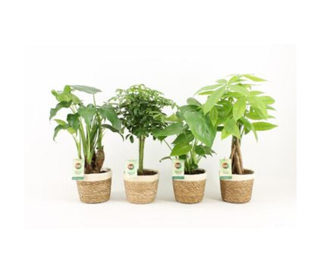 PLANTES VERTES VARIEES P DECO