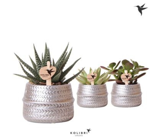 SUCCULENTE VARIE CERAM