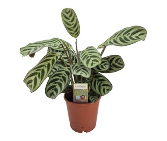 CALATHEA STROMANTHE