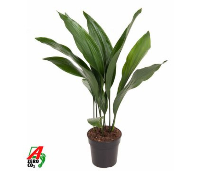 ASPIDISTRA
