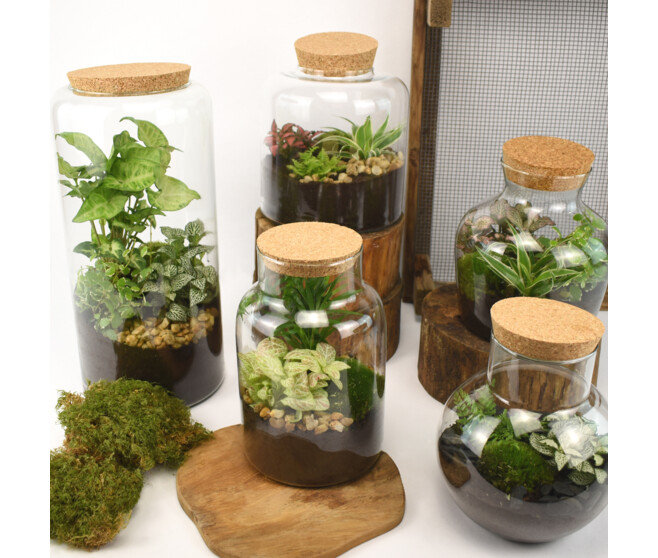 TERRARIUM ARCHELON 20