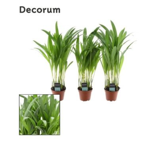 ARECA