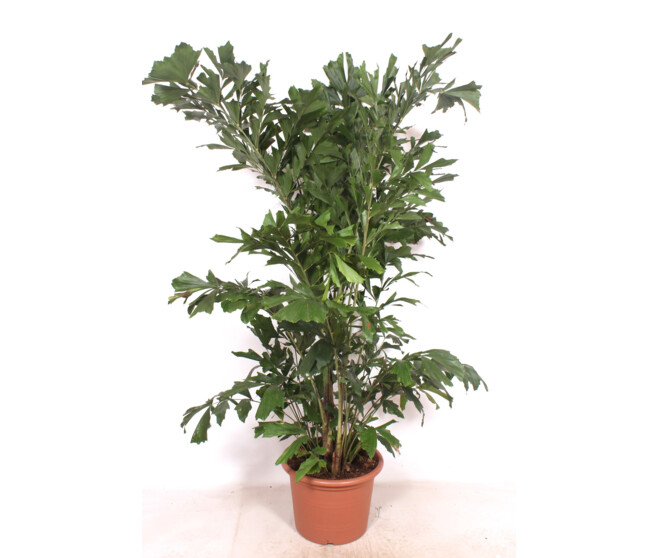 CARYOTA MITIS