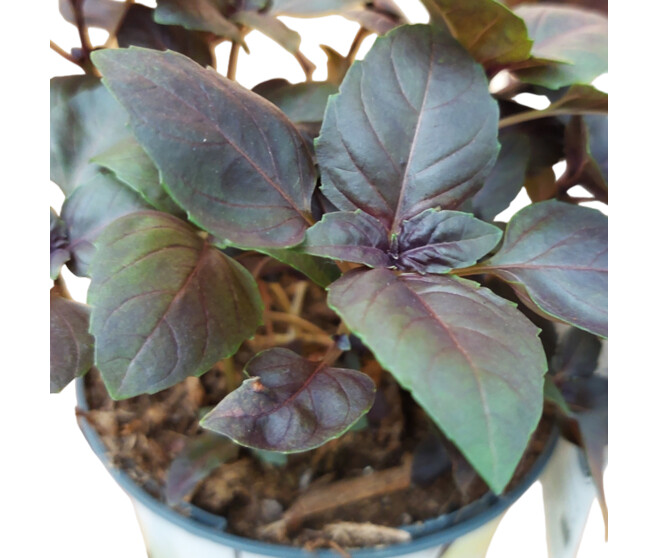 BASILIC POURPRE