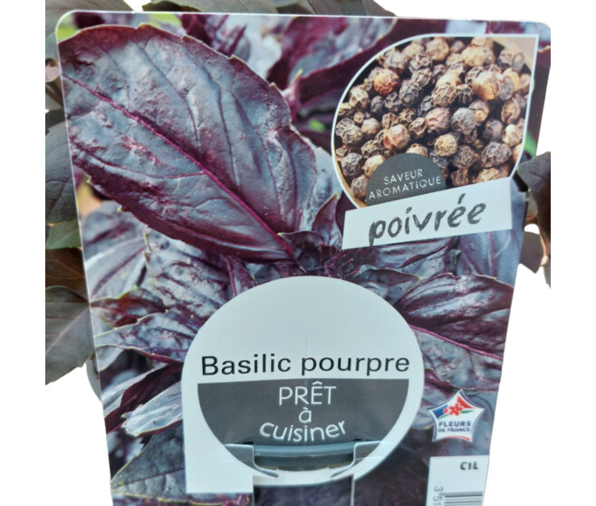 BASILIC POURPRE