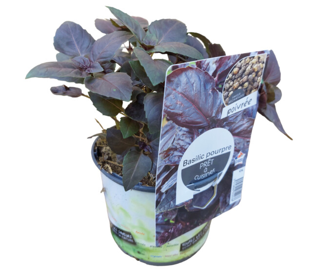 BASILIC POURPRE