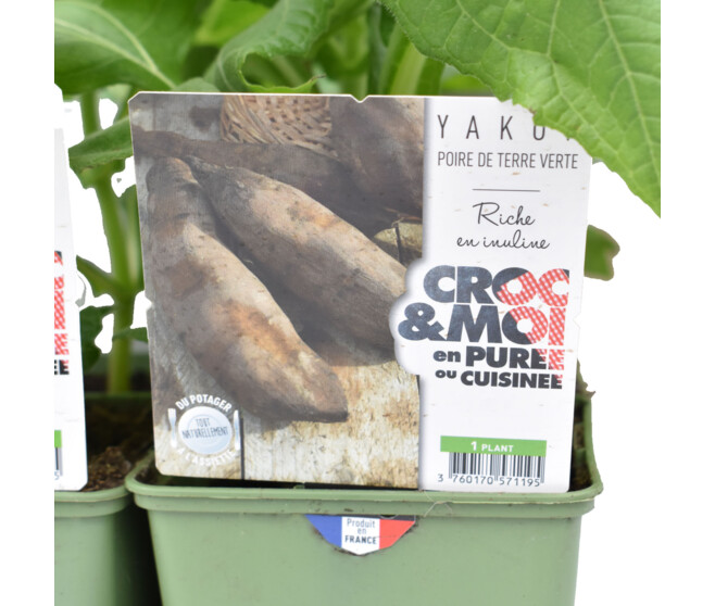 POIRE DE TERRE