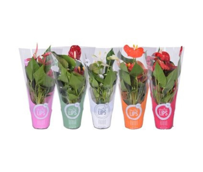 ANTHURIUM ANDREANUM VARIES MORELIPS