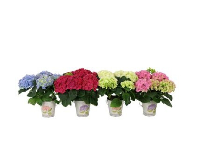 HORTENSIA 3FL+ VARIE ZINC