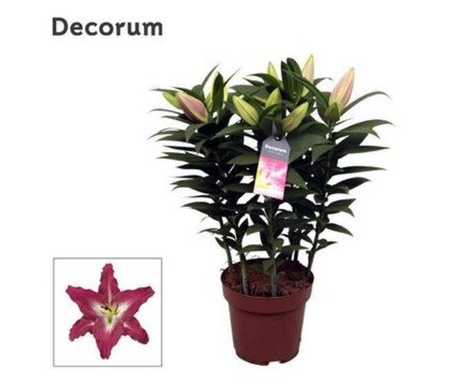 LILIUM ORIENTAL MAUVE 5PP